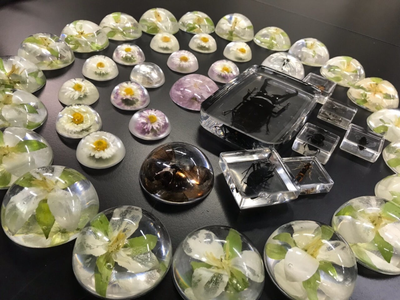 生物学展