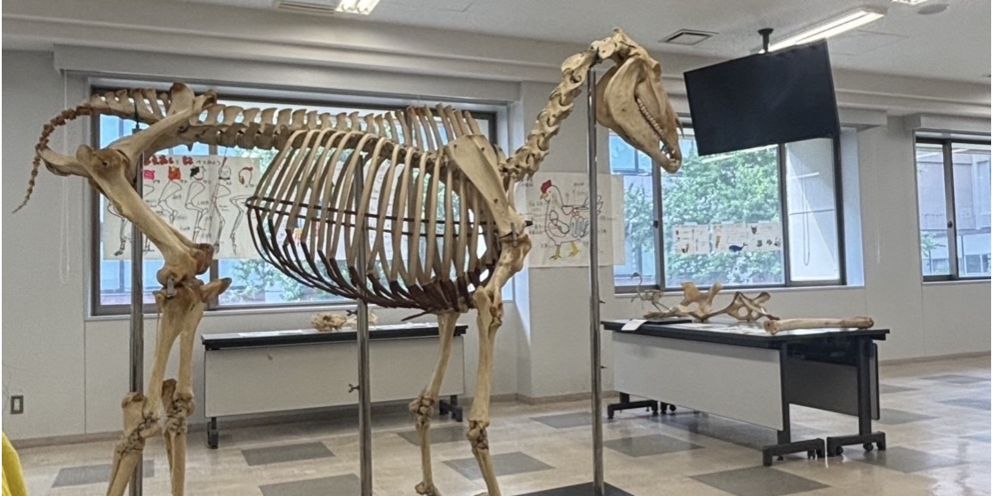 のぞいてみよう！獣医学の世界