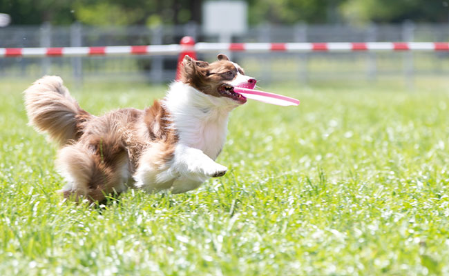 犬企画